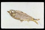 Fossil Fish (Knightia) - Wyoming #108281-1